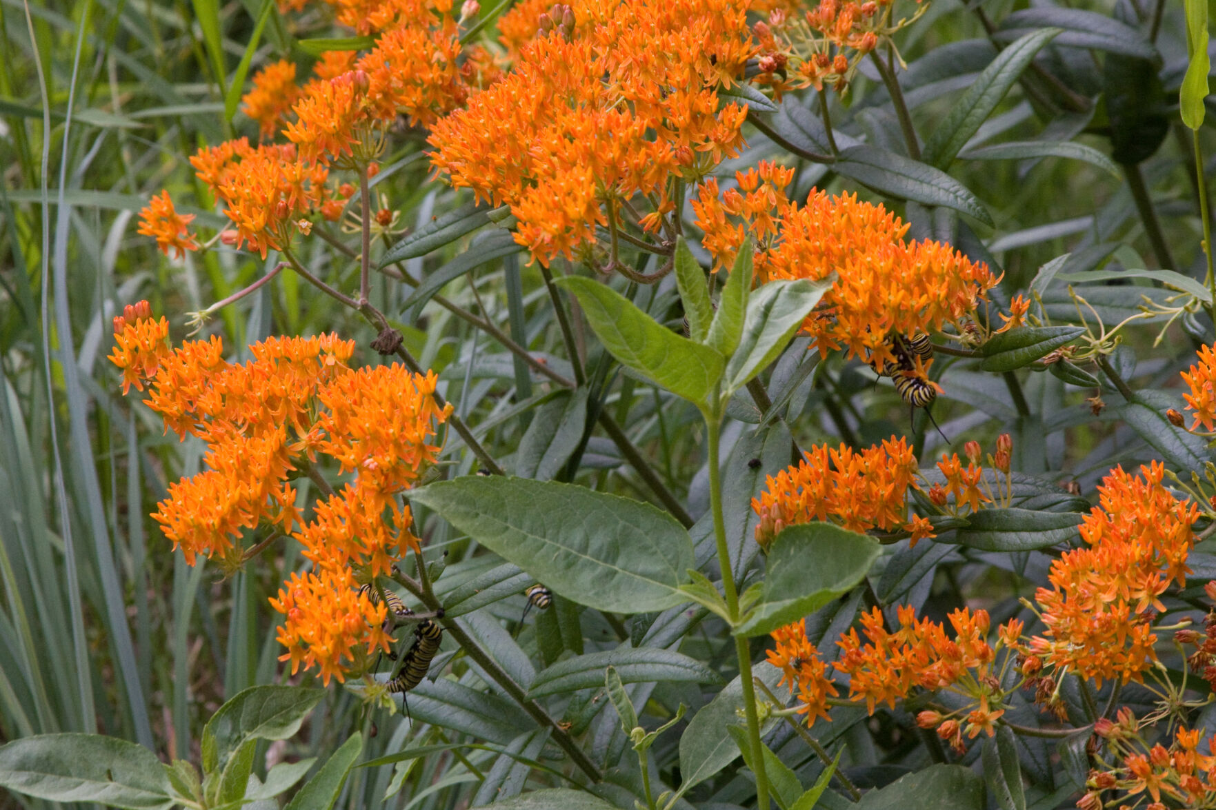 Dan Wiemer caterpillars on plants.jpg